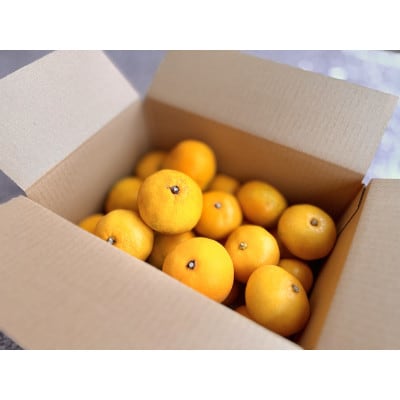 2025年11月中旬より順次発送 三ケ日みかん 約2kg 静岡浜松市