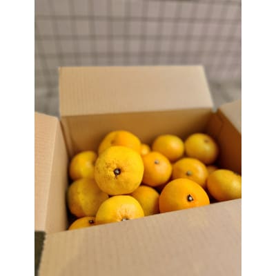 2025年11月中旬より順次発送 三ケ日みかん 約2kg 静岡浜松市