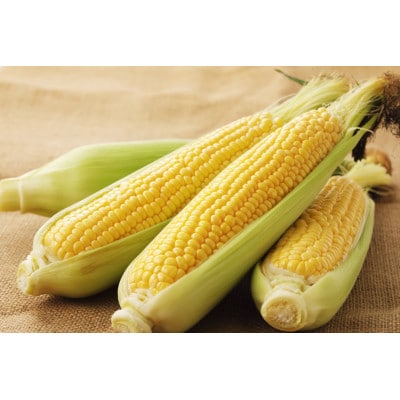 2026年6月中旬ごろ～順次出荷　【贈答用】テルもろこし大箱8～12本　静岡県浜松市産