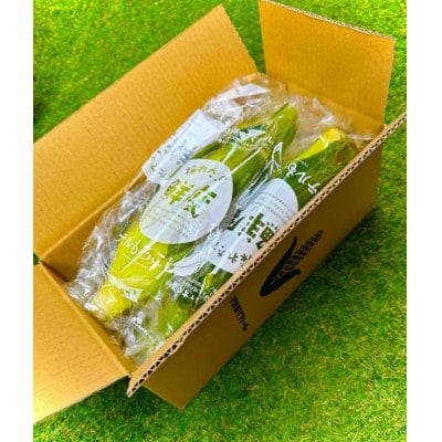 2026年6月中旬ごろ～順次出荷【贈答用】テルもろこし4～6本 静岡県浜松市産