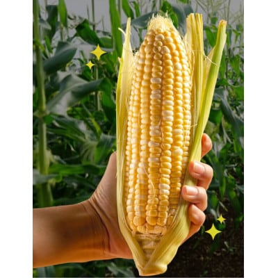2026年6月中旬ごろ～順次出荷【贈答用】テルもろこし4～6本 静岡県浜松市産とうもろこし