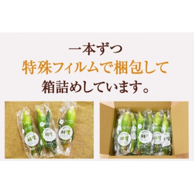 2026年6月中旬ごろ～順次出荷　ご家庭用【訳あり】テルもろこし小箱4~7本　静岡県浜松市産