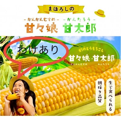 2026年6月中旬ごろ～順次出荷　ご家庭用【訳あり】テルもろこし大箱8～14本　静岡県浜松市産