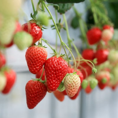 結苺ギフトBOX　1箱