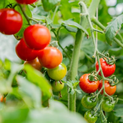 【浜松産】アカシファームの無添加100%トマトジュース　1L瓶×2本セット《食塩無添加》