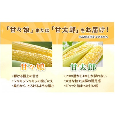 テルのとうもろこし(「甘々娘」または「甘太郎」)　計3本