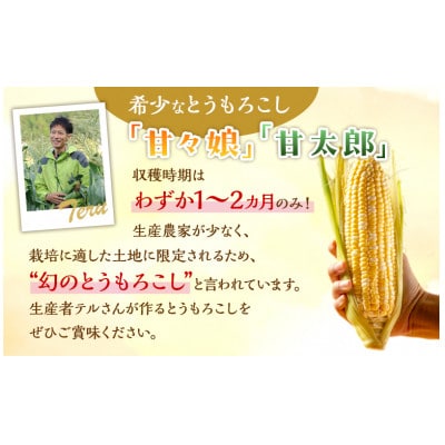 テルのとうもろこし(「甘々娘」または「甘太郎」)　計3本