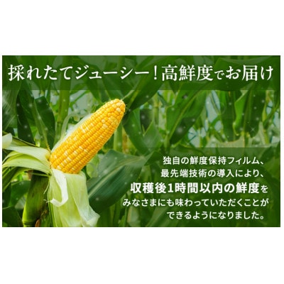 テルのとうもろこし(「甘々娘」または「甘太郎」)　計3本