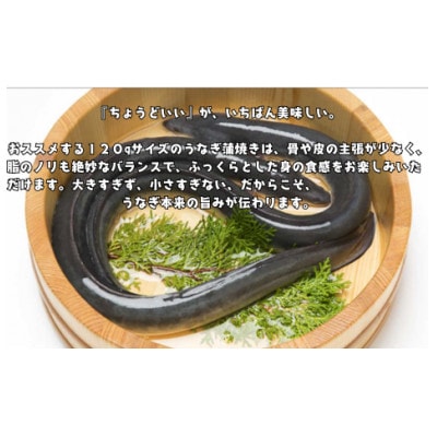 浜名湖産うなぎ　長蒲焼き2尾　白焼き2尾　一度で二つの味を堪能!　タレ・山椒付き