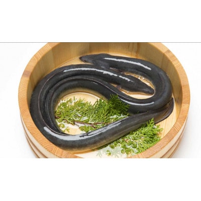 浜名湖産うなぎ　長蒲焼き2尾　白焼き2尾　一度で二つの味を堪能!　タレ・山椒付き