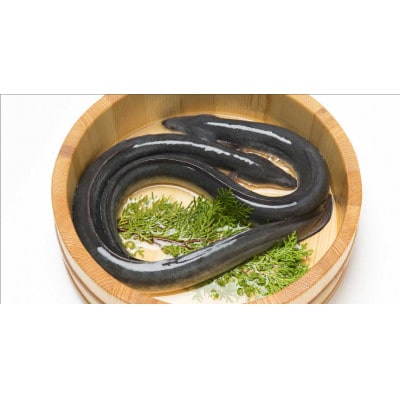 浜名湖産うなぎ　長蒲焼き4尾　香りと黄金色が映える一品!　個包装パック　タレ・山椒付き