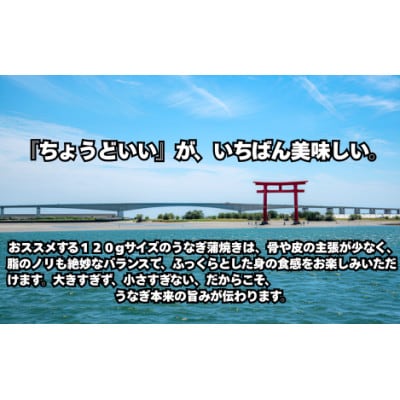 浜名湖産うなぎ　長蒲焼き3尾　白焼き3尾　一度で二つの味を堪能!　個包装パック　タレ・山椒付き