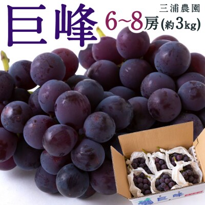 【先行受付】三浦農園 巨峰 6房から8房 (約3kg) 2025年8月下旬から9月上旬 出荷予定