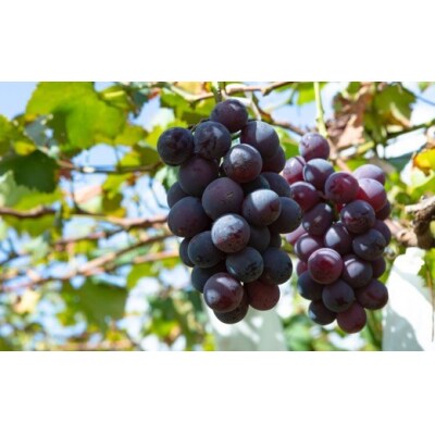 【先行受付】三浦農園 巨峰 6房から8房 (約3kg) 2025年8月下旬から9月上旬 出荷予定