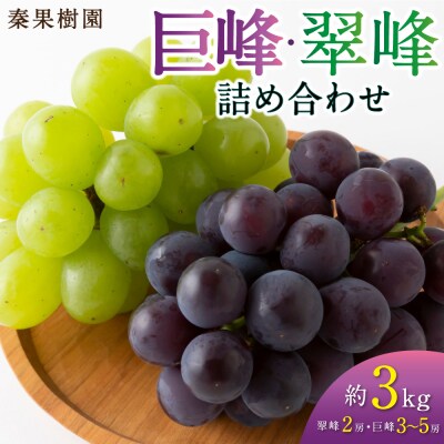 【先行受付】秦果樹園 巨峰・翠峰 詰め合わせ 約3kg (巨峰3から5房・翠峰2房)