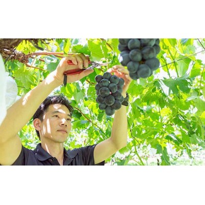 【先行受付】秦果樹園 巨峰・翠峰 詰め合わせ 約3kg (巨峰3から5房・翠峰2房)