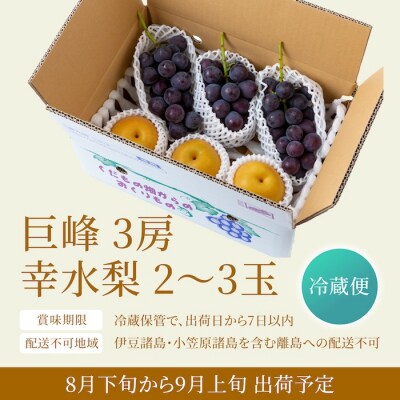 【先行受付】春光園 巨峰と梨のセット 2025年8月下旬から9月上旬 出荷予定