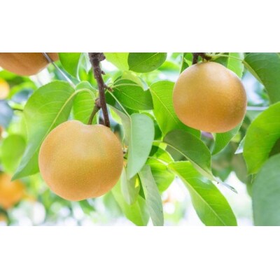 【先行受付】やまんどん 豊水梨 4玉から8玉 (約3kg) 2025年8月下旬から9月上旬 出荷予定