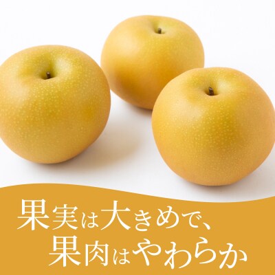 【先行受付】春光園 秋月梨 8玉から15玉 2025年8月下旬から9月上旬お届け