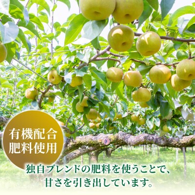 【先行受付】春光園 秋月梨 8玉から15玉 2025年8月下旬から9月上旬お届け