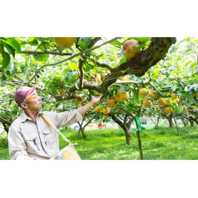 【先行受付】梨の山茂梨園 あきづき梨 10玉から13玉 (約5kg)