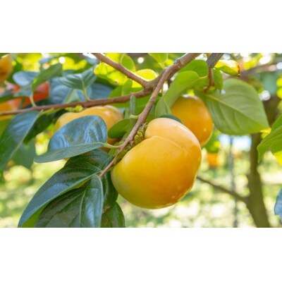 【先行受付】伊藤園 太秋柿 12玉から15玉 (約5kg)2025年10月中旬から10月下旬出荷予定
