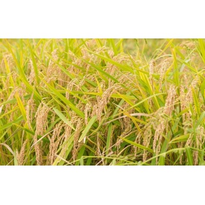みずほファーム UKIHA RICE 玄米5kg