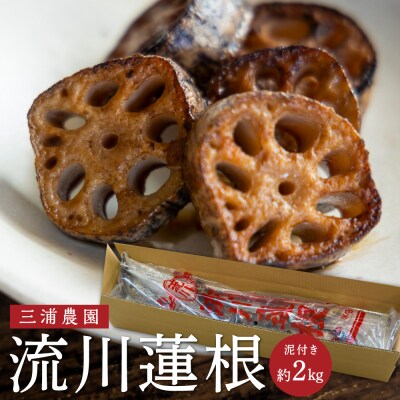 三浦農園 流川蓮根 (泥付き 約2kg)