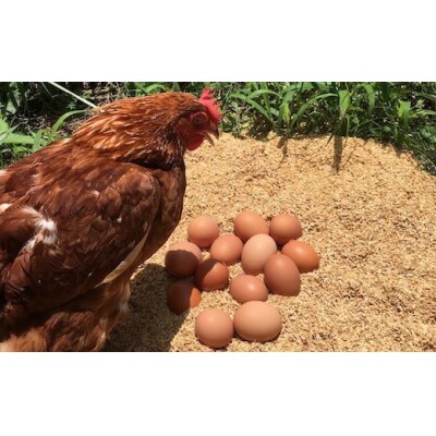 iTo farm 酵の鶏 40個