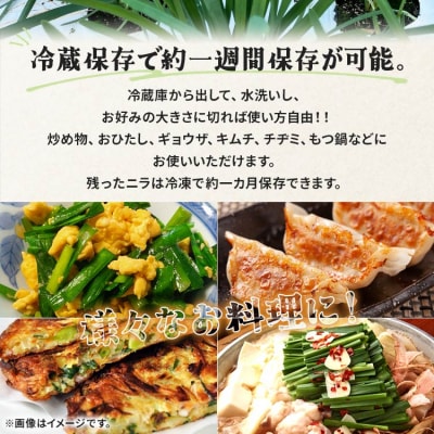 生産量日本一香南市のニラ 4kg on-0013