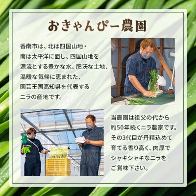生産量日本一香南市のニラ 4kg on-0013
