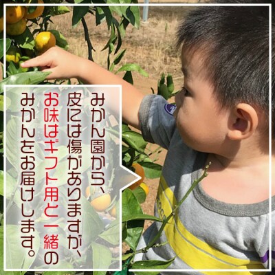みかん5kg 土佐の高知のくだもの畑 みかん(家庭用)5kg kd-0025