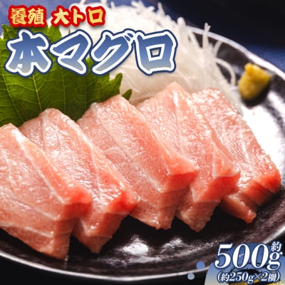 本マグロ 大トロ 2冊 養殖 約500g oo-0001