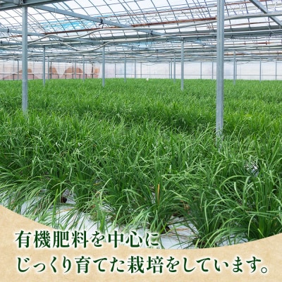 ニラ にら 1kg(100g×10束) 香南市産のニラ kk-0001