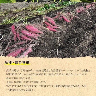 【土佐紅】さつまいも Mサイズ 2kg at-0001
