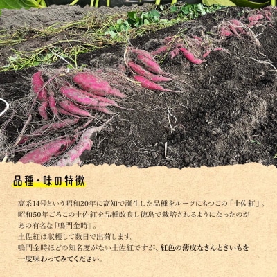 【土佐紅】さつまいも Lサイズ 5kg at-0005