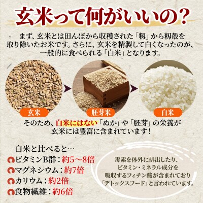 米 【2ヶ月お届け】令和5年 安芸高田市産コシヒカリ『玄米』6kg[No5895-0255]
