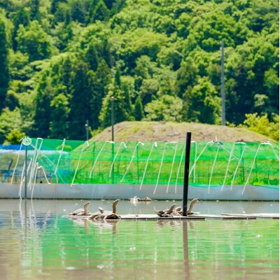 すっぽんまるごと温活美人[No5895-0309]