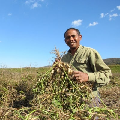 自家製炒りピーナッツ 100g×3袋+30g×1袋 セット[No5895-0522]