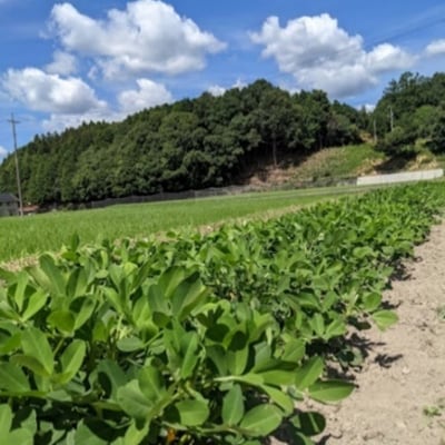 自家製炒りピーナッツ 100g×3袋+30g×1袋 セット[No5895-0522]