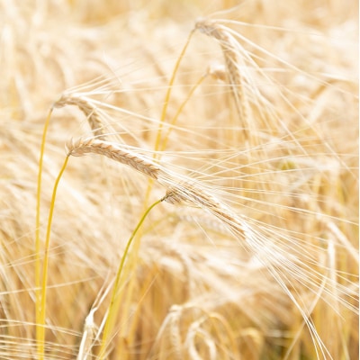 もち麦 国産 キラリモチ 特選もち麦 4.9kgセット 広島県安芸高田産[No5895-0559]