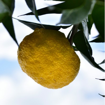 ゆず発泡酒 『MOTONARI』 6本セット[No5895-0240]