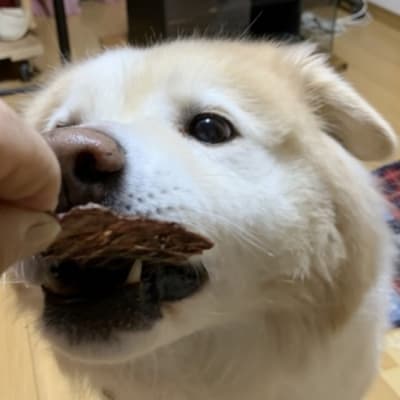 ペットフード クセになるおやつ 鹿肉ジャーキー 40g×3袋[No5895-0546]