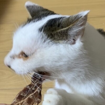 ペットフード クセになるおやつ 鹿肉ジャーキー 40g×3袋[No5895-0546]