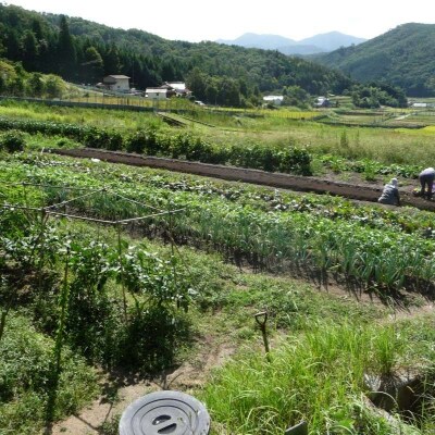 旬の野菜・定期便(6か月)[No5895-0455]