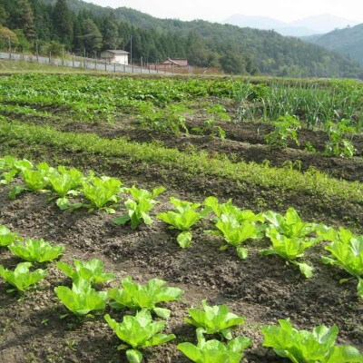 旬の野菜・定期便(12か月)【2ヶ月毎に6回お届け】[No5895-0496]