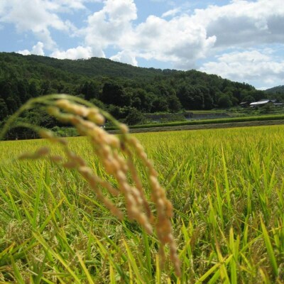 旬の野菜とお米のセット[No5895-0457]