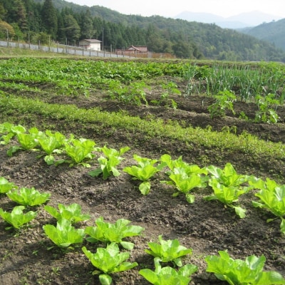 旬の野菜とお米のセット[No5895-0457]
