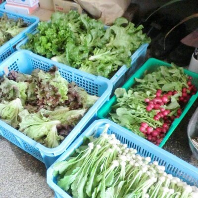 安芸高田市の小さな農家お届けするふるさと旬野菜セット[No5895-0194]