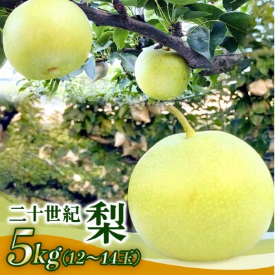 梨 2025年 先行受付 二十世紀梨 5kg 12～14玉[No5895-0688]